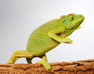female Jackson's chameleon / weibliches Dreihornchamäleon (Trioceorus jacksonii xantholophus) © bennytrapp
