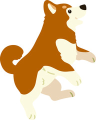 Flat colored brown Shiba Inu jumping