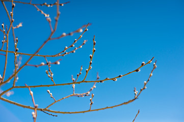 willow on a background of blue isolated sky