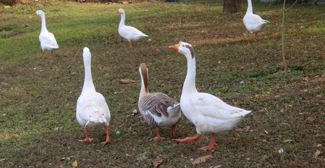 Duck -Goose near lake -near water- near green grass
