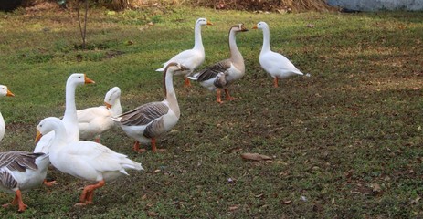 Duck -Goose near lake -near water- near green grass