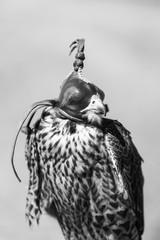 FALCONRY - Cetrería, Pancorbo, Burgos, Castilla y Leon, Spain, Europe