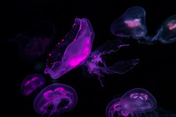 Low key jellyfish sea saltwater tank aquarium ocean life dark water