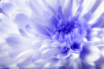 Obraz premium romantic daisy chrysanthemum flower full frame macro 