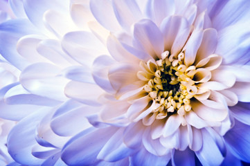 romantic daisy chrysanthemum flower full frame macro 