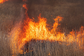 渡良瀬遊水地のヨシ焼き