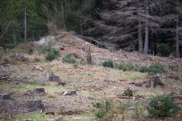 Baumstümpfe im Wald