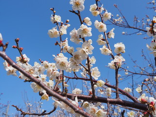 満開の梅