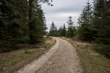Fototapeta na wymiar Weg im Wald