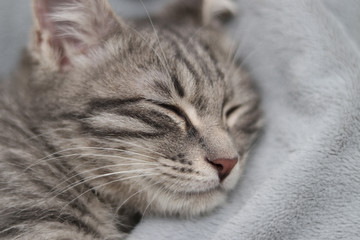 cute and sleepy kitten on the bed