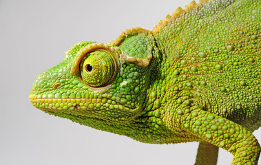  female Jackson's chameleon / weibliches Dreihornchamäleon (Trioceorus jacksonii xantholophus) © bennytrapp