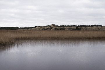 Seelandschaft mit Schilf
