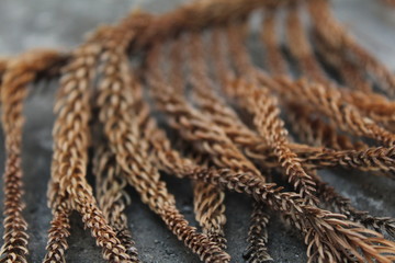 brown moody dried plant stalk close up