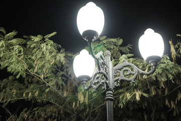 lamp and tree at night