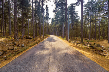 Obraz premium Road in the Corsican forest