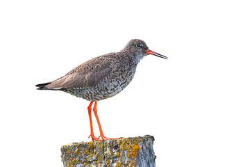 Common redshank, tringa totanus, standing on a moss covered pole isolated on white white background. Shorebird in nature of Iceland, Europe, from side view cut out on blank.