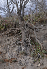 roots of an old tree