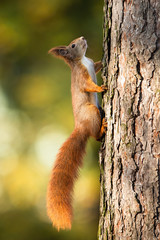 Red squirrel, sciurus vulgaris, climbing up a pine tree in forest with sunlight and green blurred background. Vertical composition of cute little rodent with fluffy tail.