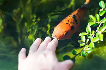 colourful kois fish eating from hand orange and black