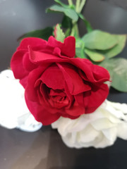 Obraz na płótnie Canvas red and white rose flower arrangement Beautiful bouquet on blurred of background symbol love Valentine’s Day