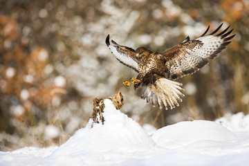 Common buzzard, buteo buteo, landing on a tree stump covered with snow in winter. Wild bird of prey...