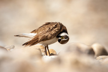 Little ringed plover, charadrius dubius, cleaning its feathers and standing on rocks in nature. Hygiene of wild animal in wilderness. Adult wild bird in sunshine.