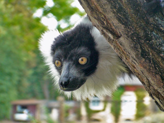 Lemur noir et blanc