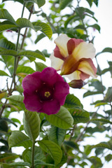 flowers on a background