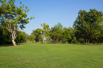 trees in the park