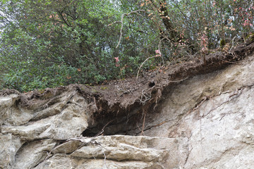 roots of an old tree