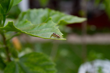 leaf
