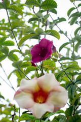 pink flowers on a white background