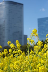 春の浜離宮恩賜庭園の菜の花畑の風景