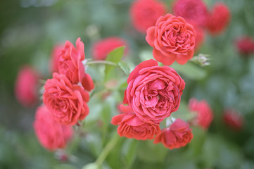 Red summer roses close up
