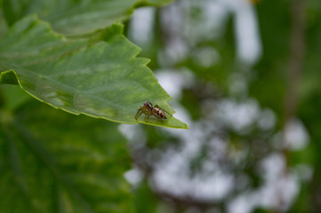 bug on leaf