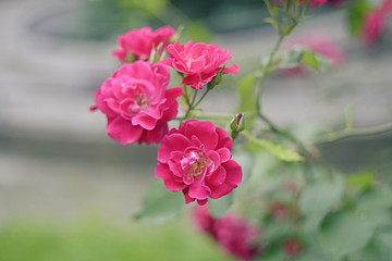 Fototapeta na wymiar Red summer roses close up