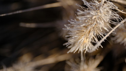  The branches of plants are covered with hoarfrost. Plants in January. Winter background for your design.