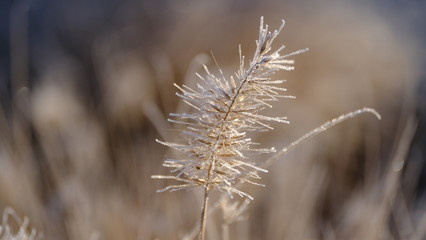 Obraz premium The branches of plants are covered with hoarfrost. Plants in January. Winter background for your design.