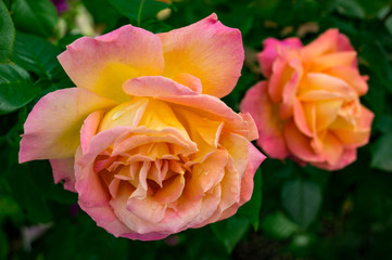 Pink and Yellow Roses