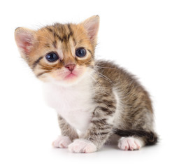 Obraz premium Kitten on white background.
