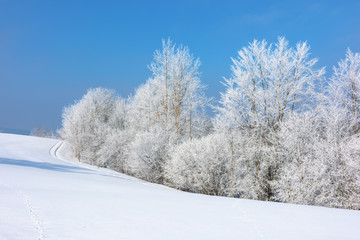 Fototapeta na wymiar forest in hoarfrost on snow covered hill. sunny morning landscape. frosty weather with blue sky. fairy tale winter scenery. beautiful nature background of white season in carpathian mountains