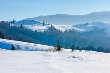 Fototapeta na wymiar mountainous countryside in wintertime. trees on snow covered hills and meadows. wonderful weather on a bright sunny day in winter. beautiful carpathian rural landscape. cloudless blue sky.