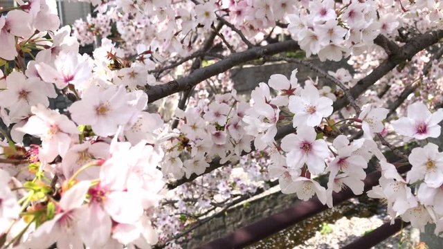 満開の桜にフォーカスイン 花びらが流れる小川 ソメイヨシノ 桜並木 桜2019_04v_00653(IMG_4030_PR_2_MOV)