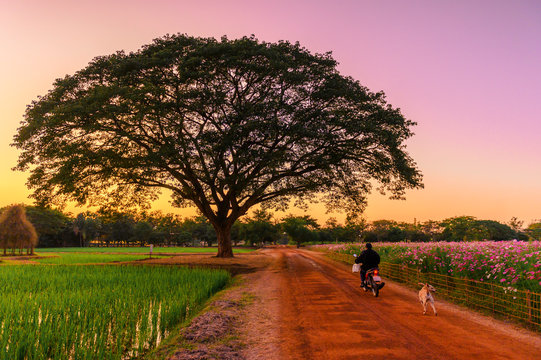 Beautiful landscape image with motorcycle and dog on the dirt road and cosmos flower field at sunset
