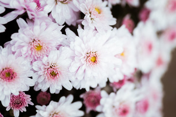 Fleurs rose pastel dans un jardin	