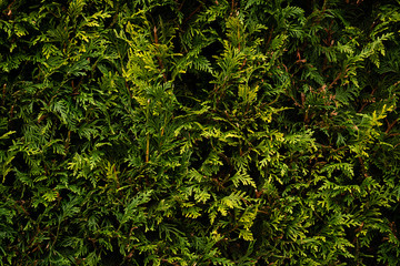 Fresh green leaves of thuja. Background for postcard and place for text.