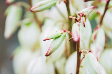 Fleur blanche de yucca gloriosa	