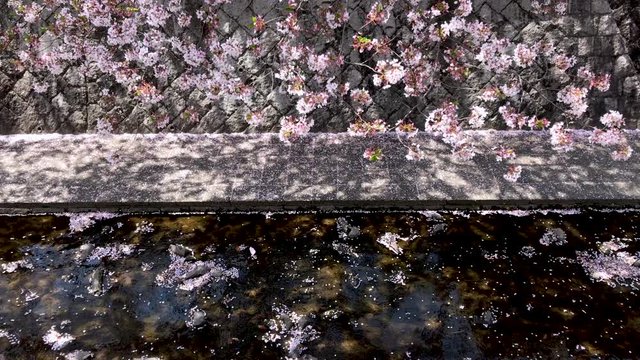 花びらが流れる小川 満開の桜 ソメイヨシノ フィックス 桜2019_05v_00654(IMG_4027_PR_1_MOV)