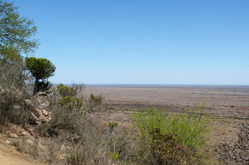 Fototapeta na wymiar Parc national Kruger, Afrique du Sud