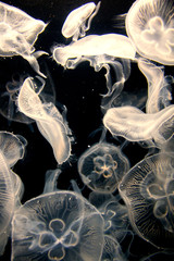 Closeup view of moon jellyfish (Aurelia labiata) drifting with the current into bright light in front of a black background